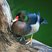 Rosy-billed Pochard